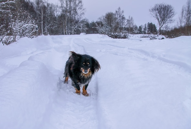 Kleine zwarte hond loopt langs de weg in het dorp in de winterdag.