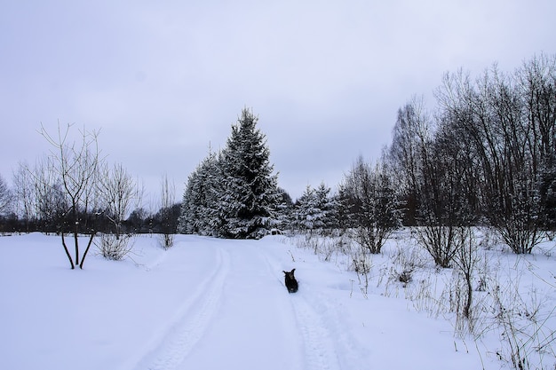 Kleine zwarte hond loopt langs de weg in het dorp in de winterdag.