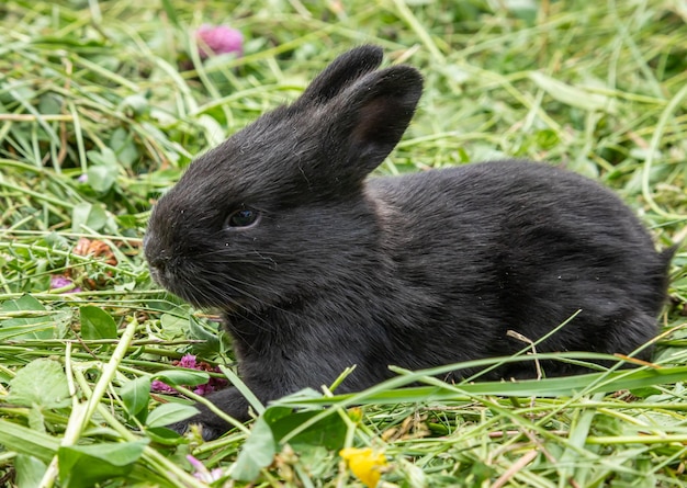 Foto kleine zwarte konijnen in het groene gras.