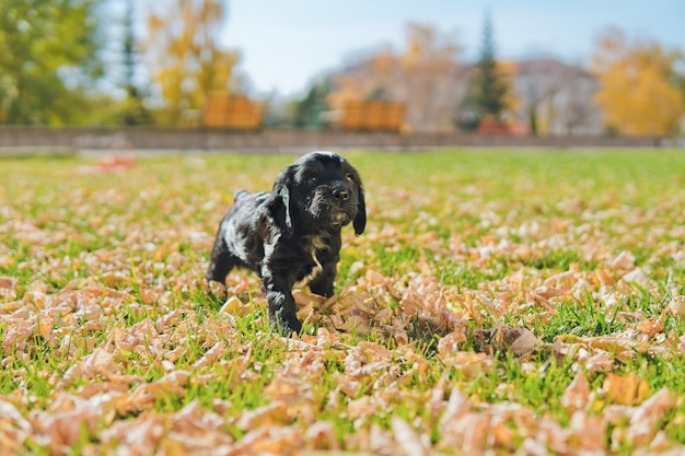 Foto kleine zwarte pup op het groene gazon met herfstbladeren