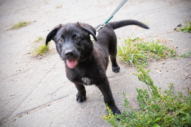 Kleine zwarte puppy die buiten aan de lijn loopt