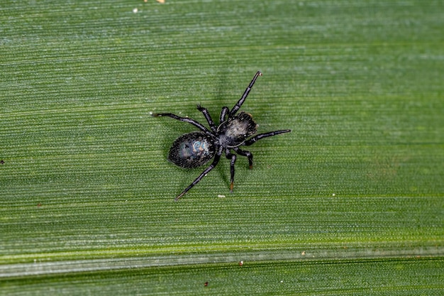 Kleine zwarte springspin van de onderfamilie salticinae