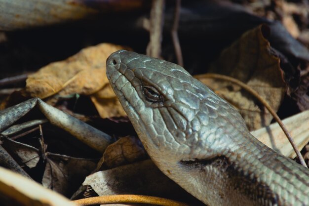 Kleiner leguan lauft durch den urwald