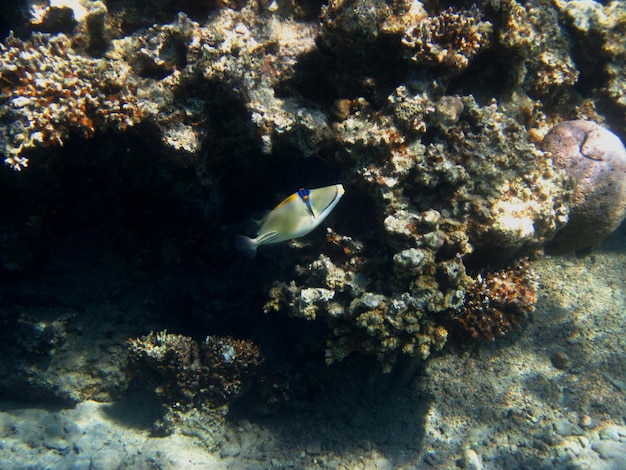 Photo kleiner picasso fisch im roten meer aegypten