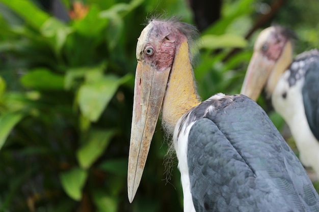 Kleinere adjudantooievaar van keerkringenvogel.