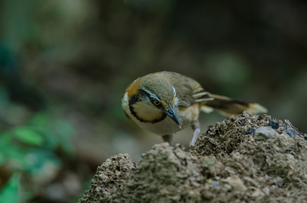 Kleinere Necklaced Laughingthrush die op tak in aard neerstrijkt