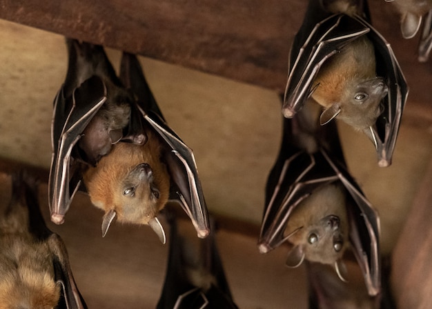 Foto kleinere vleermuis met fruitgezicht, cyneropterus brachyotis, moeder met juvenielen