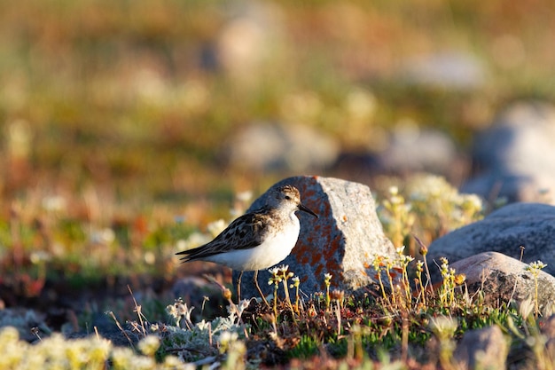 Kleinste strandloper Calidris minutilla die op de toendra loopt op zoek naar voedsel Arviat Nunavut