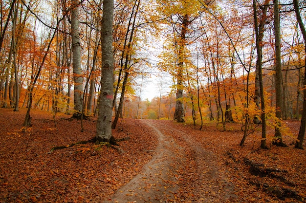 Kleur bladeren in het prachtige herfstbos