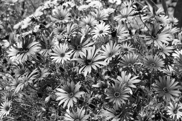 Kleur je lentetuin met osteospermum Bloeiende osteospermum plant Kaapse madeliefjes in bloei