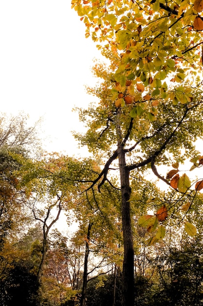 Kleur van de boom in het herfstseizoen