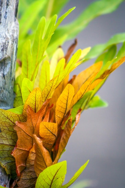 Foto kleur van de herfst