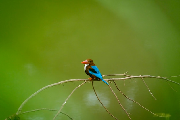 kleur van de ijsvogel vogel