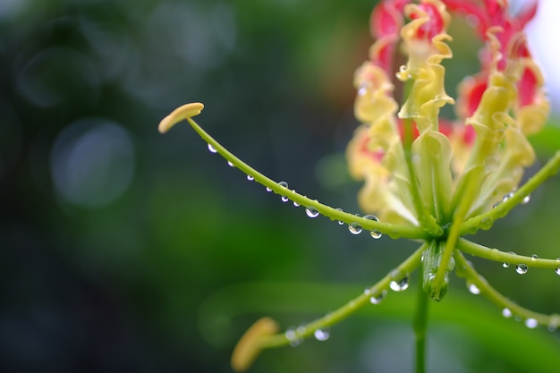 kleuren bloem breking op waterdruppels