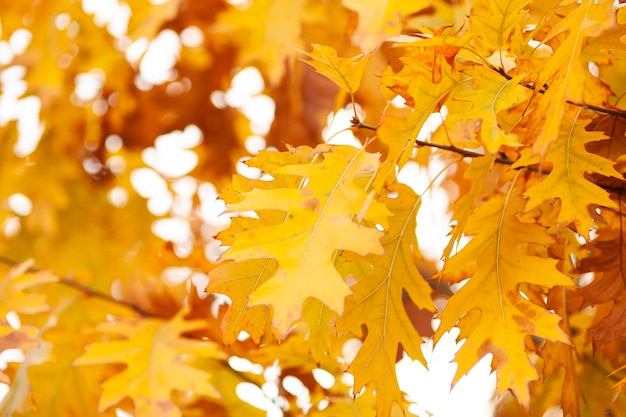 Kleuren van de natuur Herfstbladeren