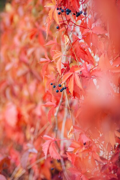 Kleuren van de natuur Momenten in de natuur Prachtige natuur Herfstkleuren Herfstbladeren