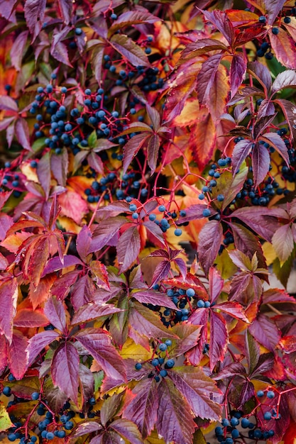Kleuren van de natuur Momenten in de natuur Prachtige natuur Herfstkleuren Herfstbladeren