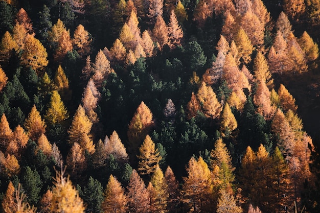 Kleuren van planten in de herfst