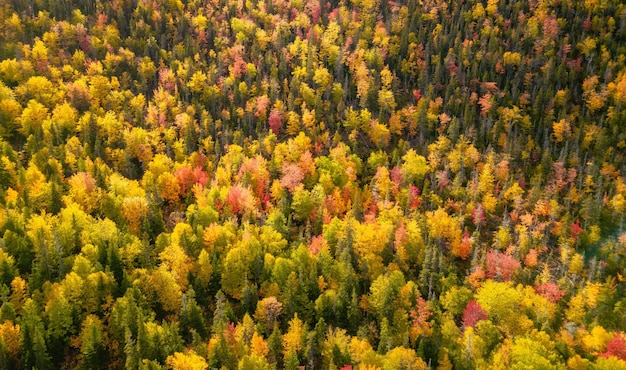 Foto kleurige bomen in het bos rood geel oranje en groen herfst seizoen bladeren