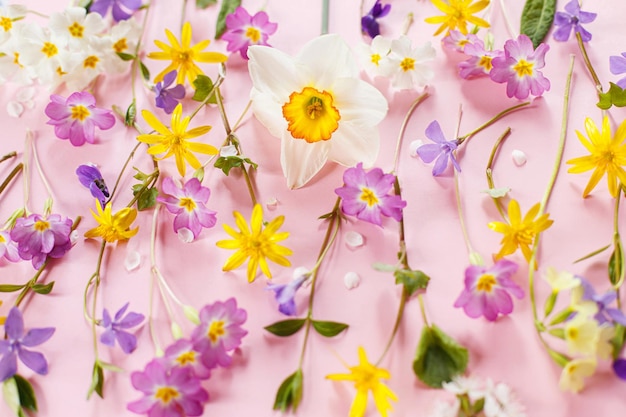 Kleurige voorjaarsbloemen op roze achtergrond Voorjaarscompositie met verse wilde bloemen Hallo voorjaars