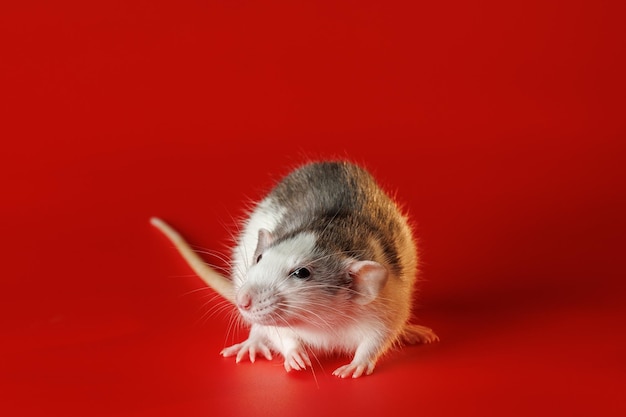 Foto kleurige zwart-witte rat geïsoleerd op een rode achtergrond closeup portret van een muis het knaagdier staat op zijn achterpoten foto voor snijden en schrijven