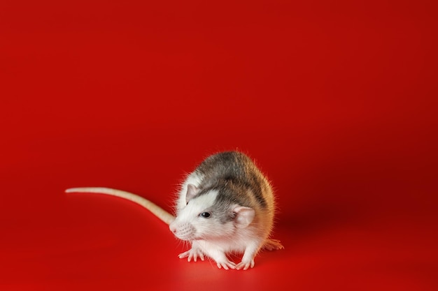 Foto kleurige zwart-witte rat geïsoleerd op een rode achtergrond closeup portret van een muis het knaagdier staat op zijn poten foto voor snijden en schrijven