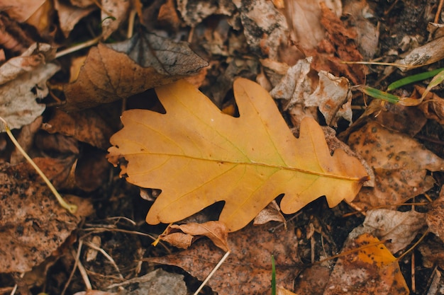 Kleurrijk achtergrondbeeld van gevallen eikenblad in de herfst, perfect voor seizoensgebonden gebruikspatroon.