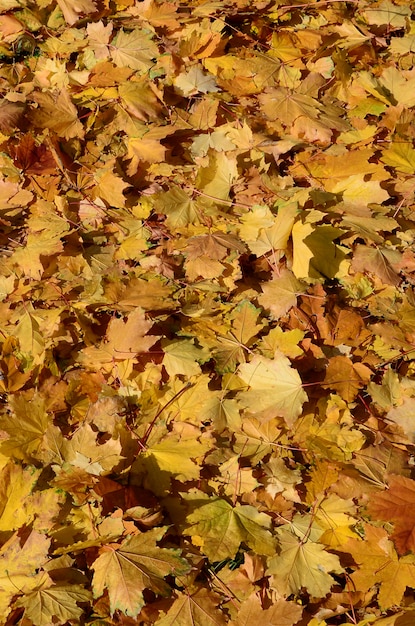 Kleurrijk backroundbeeld van gevallen de herfstbladeren perfect voor seizoengebonden gebruik