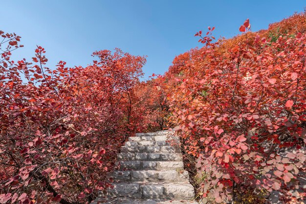 Kleurrijk bergbos in de herfst