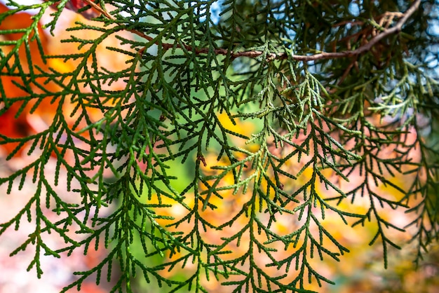 Kleurrijk bergbos in de herfst