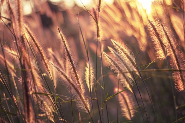 Kleurrijk bloemengras dat met gradiënt voor achtergrond, samenvatting, textuur, zacht en vaag wordt gemaakt