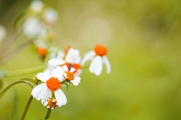 Kleurrijk bloemengras dat met gradiënt voor achtergrond wordt gemaakt