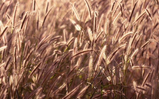 Kleurrijk bloemengras dat met gradiënt voor achtergrond wordt gemaakt