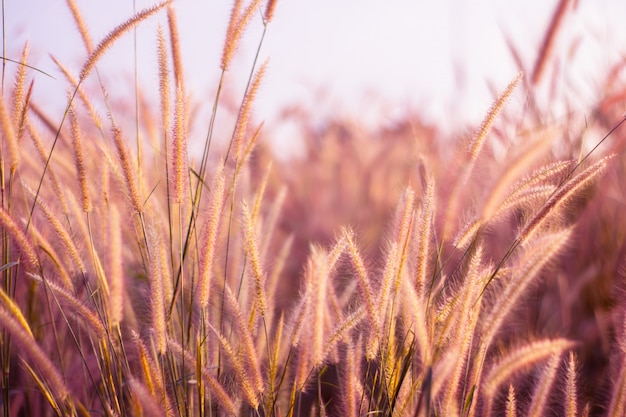 Kleurrijk bloemengras dat met gradiënt voor achtergrond wordt gemaakt