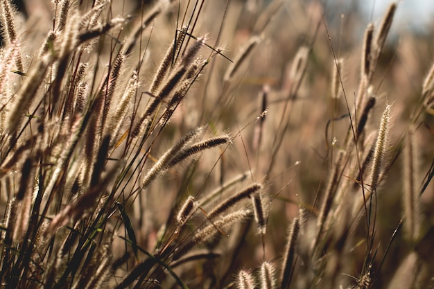 Kleurrijk bloemengras dat met gradiënt voor achtergrond wordt gemaakt