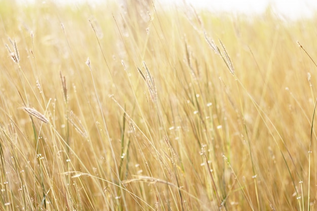 Kleurrijk bloemengras dat met gradiënt voor achtergrond wordt gemaakt