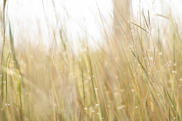 Kleurrijk bloemengras dat met gradiënt voor achtergrond wordt gemaakt