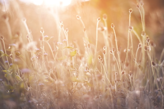 Kleurrijk bloemengras dat met gradiënt voor achtergrond wordt gemaakt