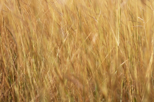 Kleurrijk bloemengras voor achtergrond