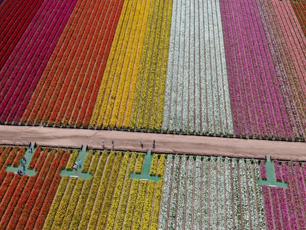 kleurrijk bloemenveld tijdens de jaarlijkse bloei die loopt van maart tot half mei