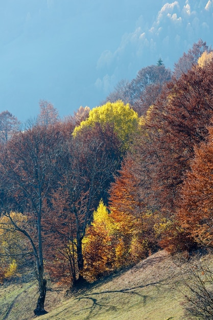 Kleurrijk bos op de herfst mistige berghelling.