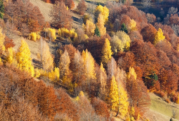 Kleurrijk bos op helling in de herfst zonnige berg.