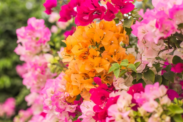 kleurrijk Bougainvillea-decor in tuin