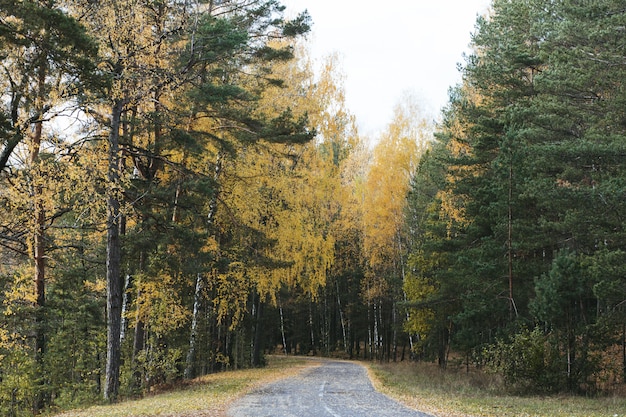 Kleurrijk de herfstbos met de weg