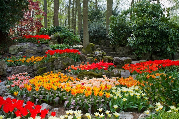 Kleurrijk de lentegazon met bloemen in Nederlandse tuin 'Keukenhof', Holland