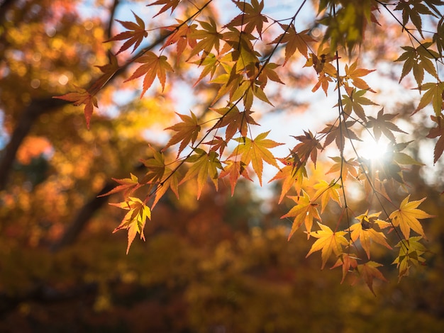 Kleurrijk esdoornblad in het park wanneer de herfstseizoen.