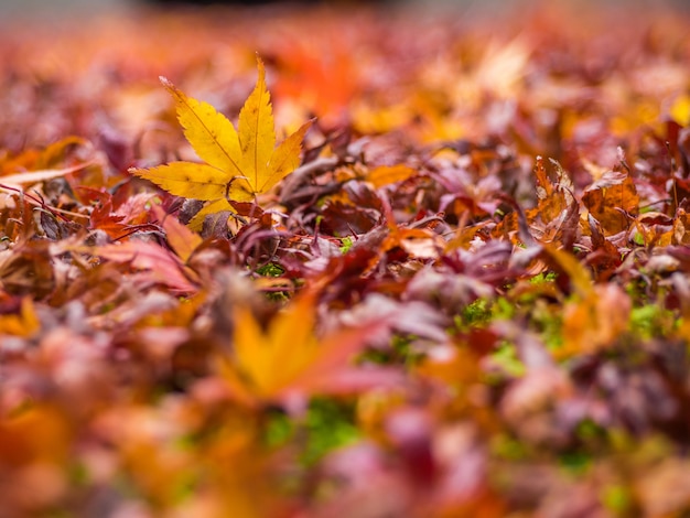 Kleurrijk esdoornblad in het park wanneer de herfstseizoen.