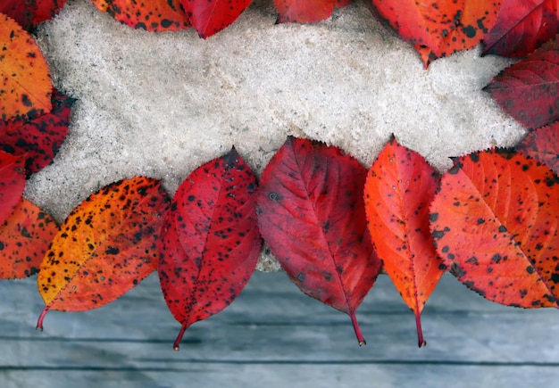 Kleurrijk frame van gevallen heldere herfstbladeren