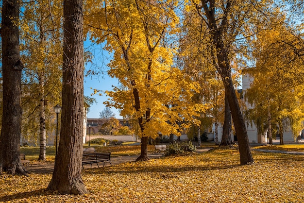 Kleurrijk gebladerte in de herfst park