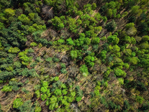 Kleurrijk gebladerte in het bos bij Spring Aerial Drone Top Down View